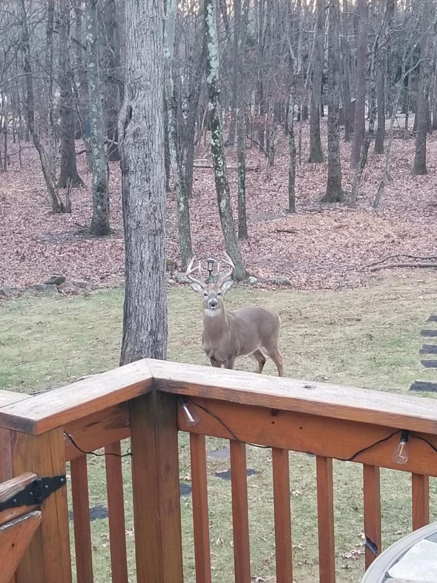 Serenity And Fun All In One In This Cozy Pocono Cabin Jim Thorpe Eksteriør billede